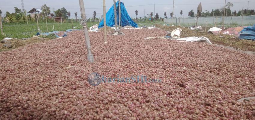 Nasib Petani Karo di Ujung Tanduk, Bawang Merah Mulai Membusuk di Ladang