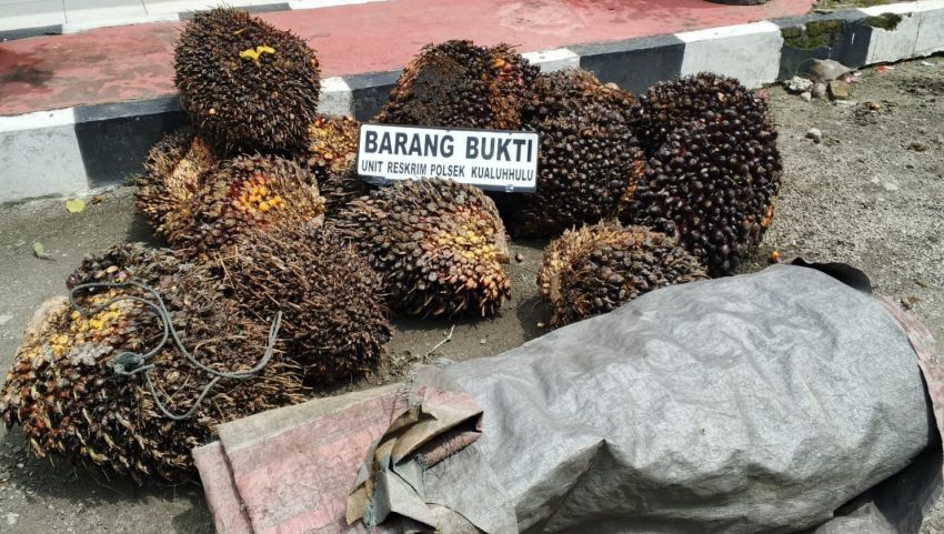 Seorang Tersangka Bajing Sawit Ditangkap di Guntingsaga Labura