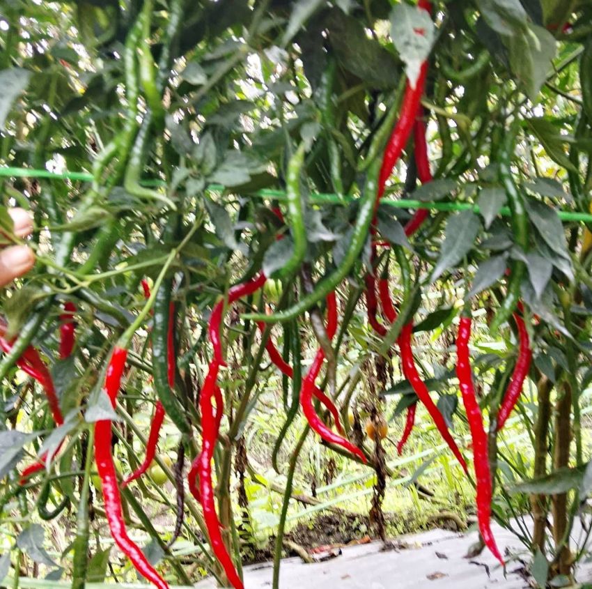 Harga Cabai Merah di Saribudoook Tidak Stabil