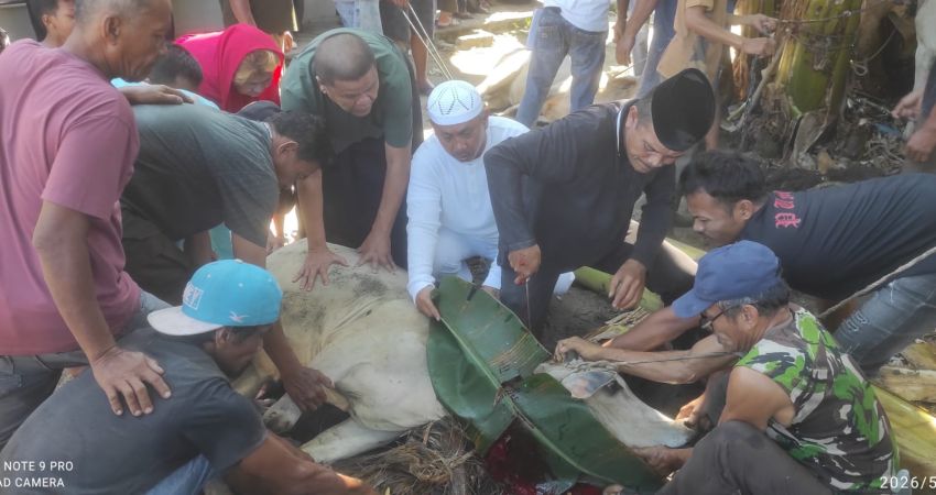 Idul Adha 1447 H, Wartawan SIB dan Wakil Ketua DPRD Labura Kurban di Masjid Al-Makmur Aekkanopan