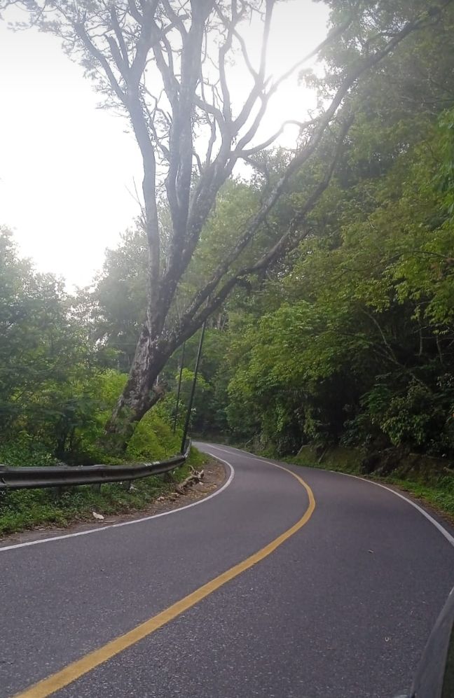 Pedagang Minta Pohon di Jalur Wisata Parapat Dirawat