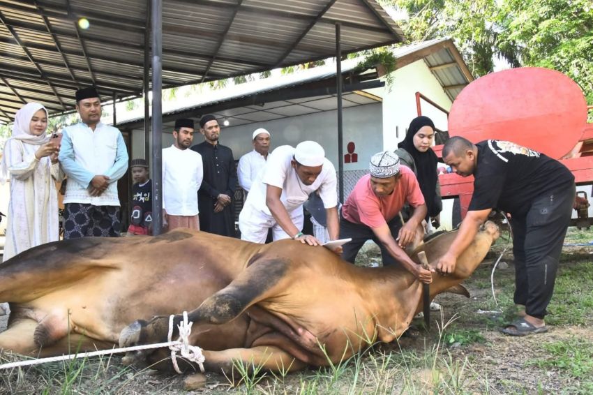 Idul Adha 1447 H, Rajai Siregar Saksikan Penyembelihan Sapi dari Presiden RI di Bandardurian Labura