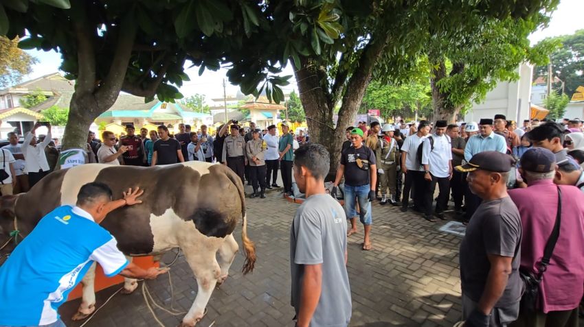 Warga Kota Binjai Terima Sapi Kurban Presiden Prabowo jenis Belgian Blue 1 Ton dari Tabebuya Farmland