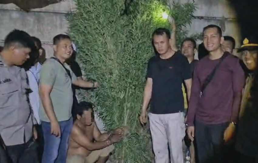 Polresta Deliserdang Temukan 66 Batang Tanaman dan 38 Paket Ganja di Tanjungmorawa