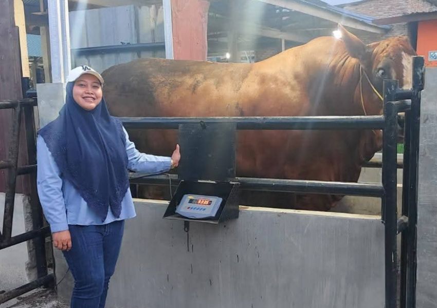 Labura Kembali Terima Bantuan Sapi Kurban Presiden untuk Idul Adha 1447 H