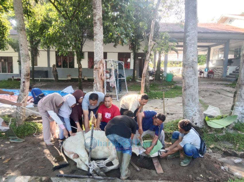 Keluarga Besar SMAN 5 Pematangsiantar Sembelih 1 Ekor Lembu dan 1 Ekor Kambing