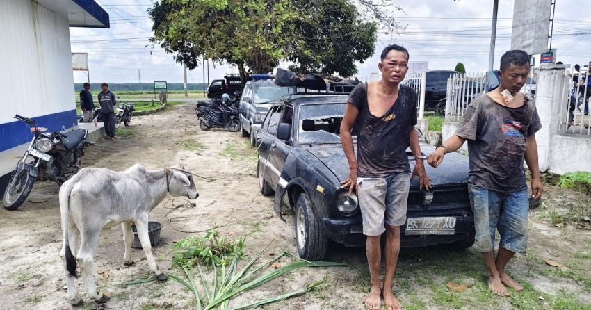 Dua Tersangka Pencuri Lembu Diamankan Polisi di Dolok Batunanggar Simalungun