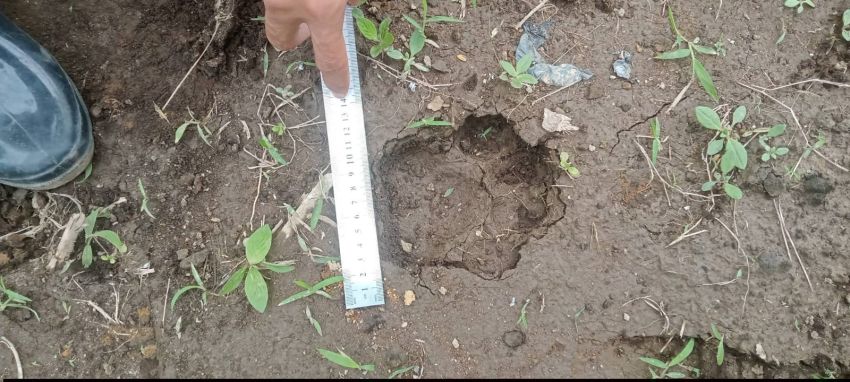 Geger, Harimau Sumatera Diduga Masuk Permukiman dan Terkam Dua Kerbau Warga di Siatas Barita Taput
