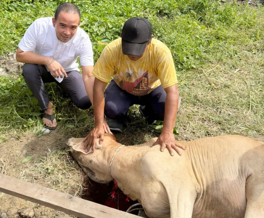 Ketua DPRD Deliserdang Kurbankan 9 Ekor Sapi pada Idul Adha 1447 H
