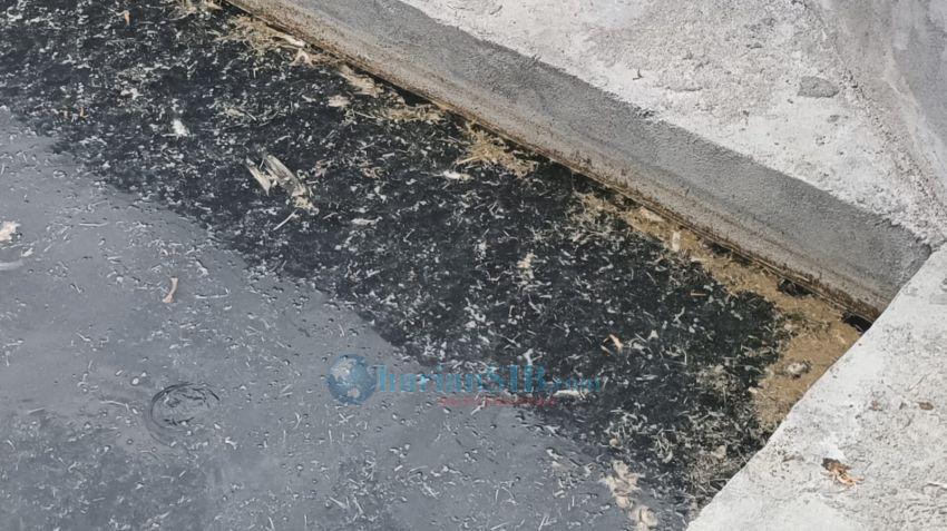 Warga Seirampah Resah Bau Busuk dari Kolam Lele, Diduga Gunakan Bangkai Ayam sebagai Pakan