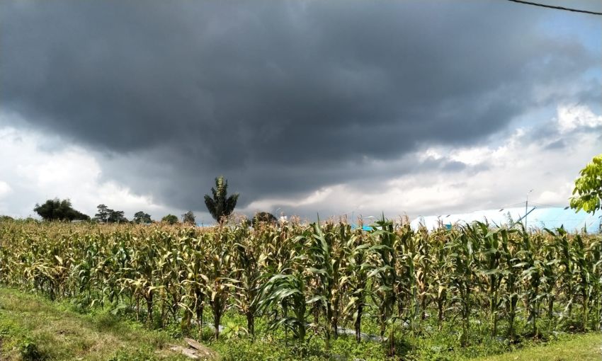 Petani di Silimakuta Banyak Menjual Jagung Sistem "Jagung Babat"