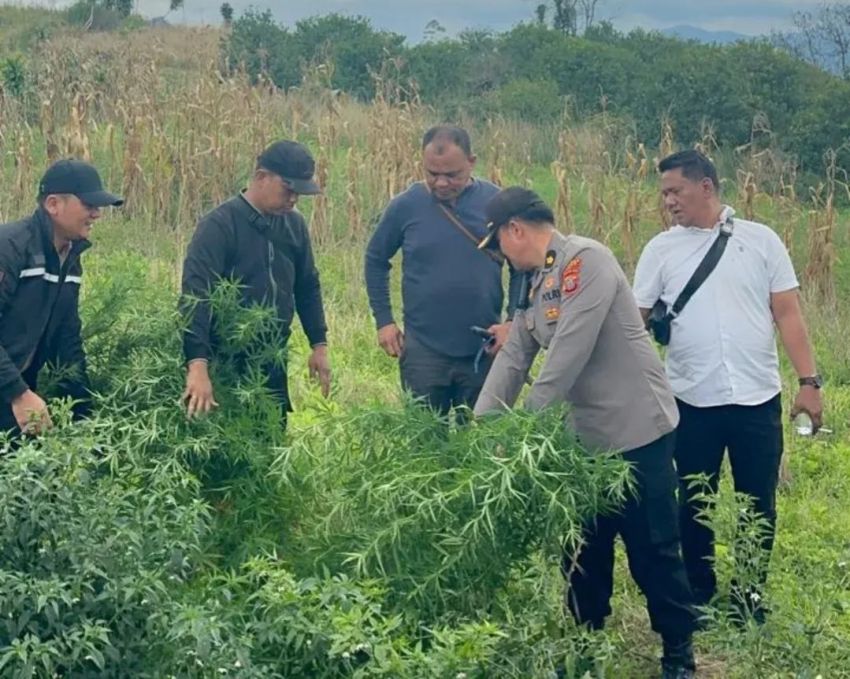 Delapan Batang Ganja Ditemukan di Perladangan Merek, Satu Tersangka Diamankan
