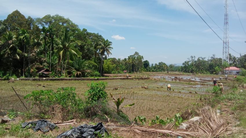 Pupuk Subsidi Langka, Petani di Tapteng Khawatir Gagal Panen