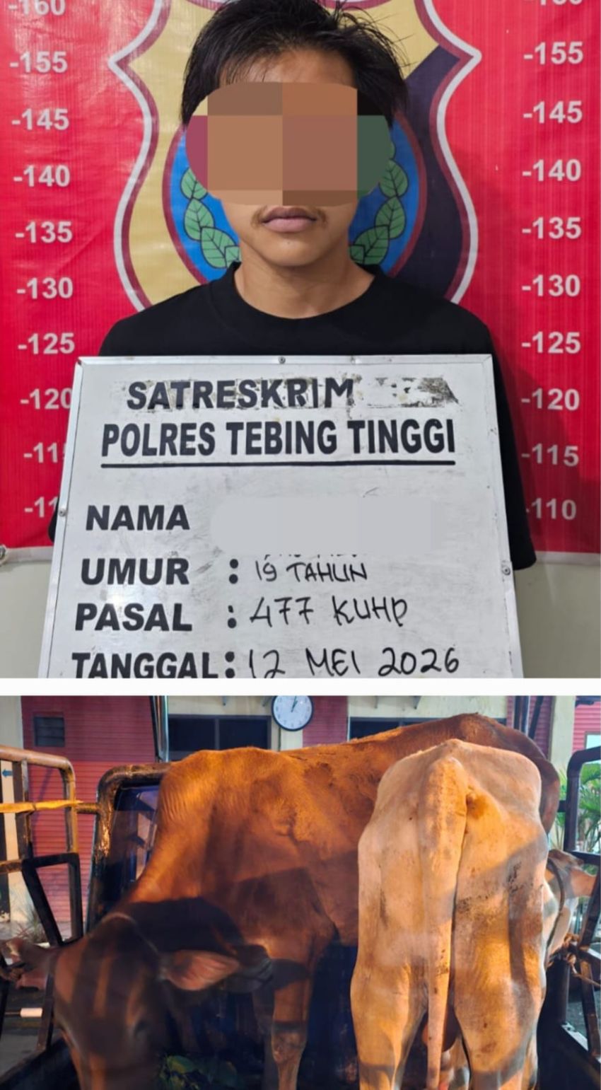 Tim Elang Sakti Polres Tebingtinggi Ringkus Pencuri Lembu