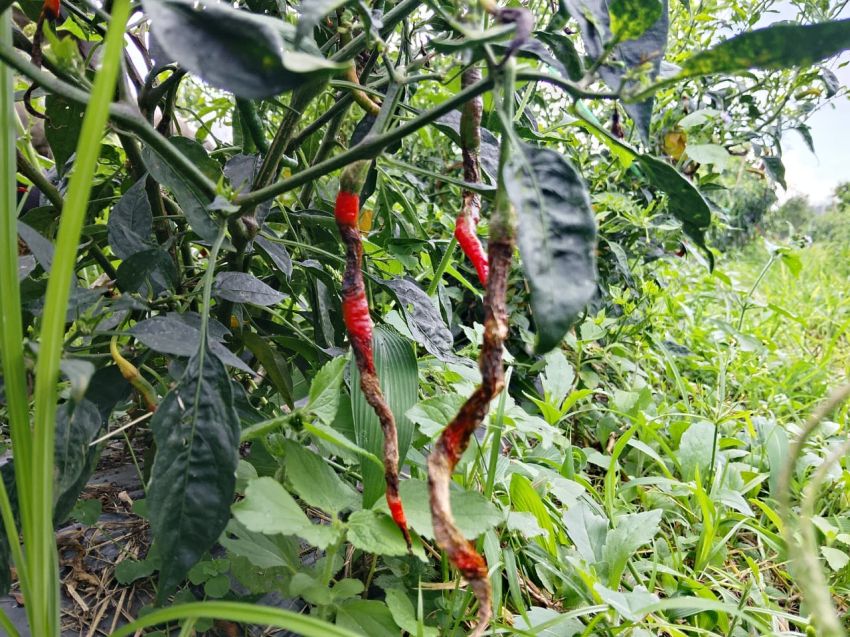 Petani Silimakuta Keluhkan Penyakit Busuk Buah Pada Tanaman Cabai