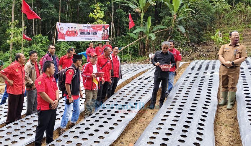 Perkuat Ketahanan Pangan, Bupati dan Ketua DPRD Tanam Bawang Bersama Kader PDIP di Nias