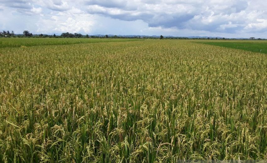 Produksi Padi Sumut Januari-Mei 2026 Surplus 167.789 Ton