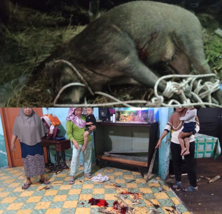 Babi Hutan Mengamuk di Permukiman Warga Tanjung Beringin, Seruduk Penghuni Rumah hingga Terluka