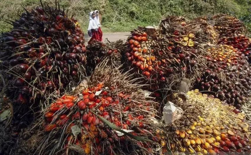 Prospek Damai AS-Iran Tekan Harga Karet dan CPO Global