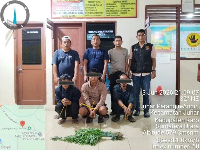 Polisi Temukan 20 Batang Ganja di Ladang, Tiga Warga Juhar Diamankan