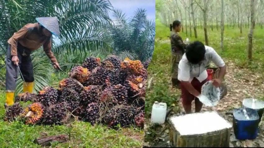 Harga Karet dan Sawit Terkoreksi Usai Iran-AS Berdamai