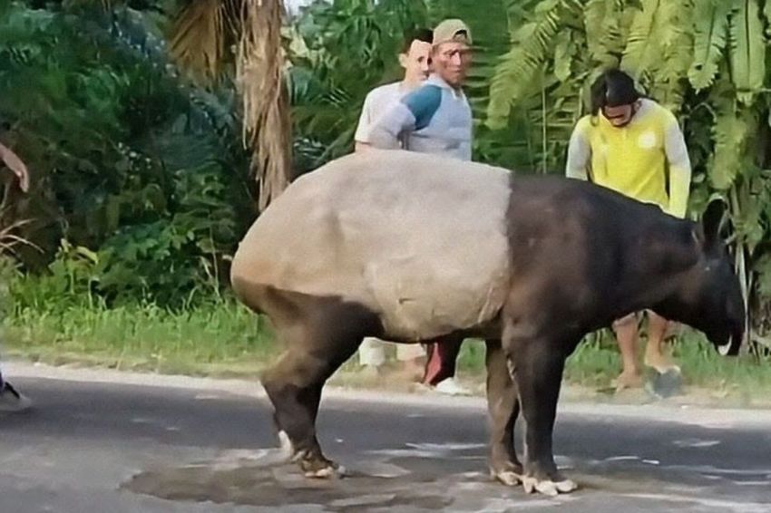 Polres Mesuji Tangkap 4 Orang Terduga Terlibat Pembunuhan Tapir