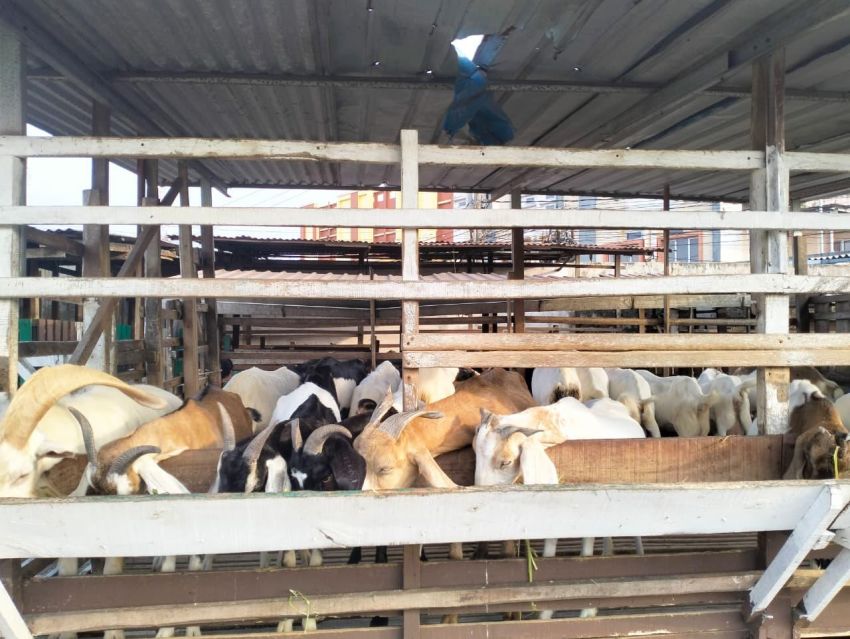 Biaya Perawatan Medis Mahal, Susu Kambing Jadi Alternatif Obat Dan Cegah Penyakit