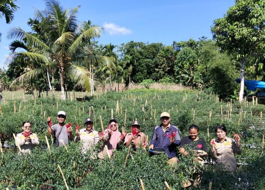 Kelompok Tani Wewetaoli di Hiliwarokha Nias Sukses Budidaya Cabai, Kadis Pertanian: Jadi Inspirasi Bagi Kelompok Lain