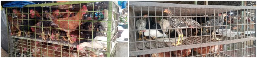 Harga Ayam Kampung di Medan Tetap Tinggi, Capai Rp75 Ribu per Kilogram