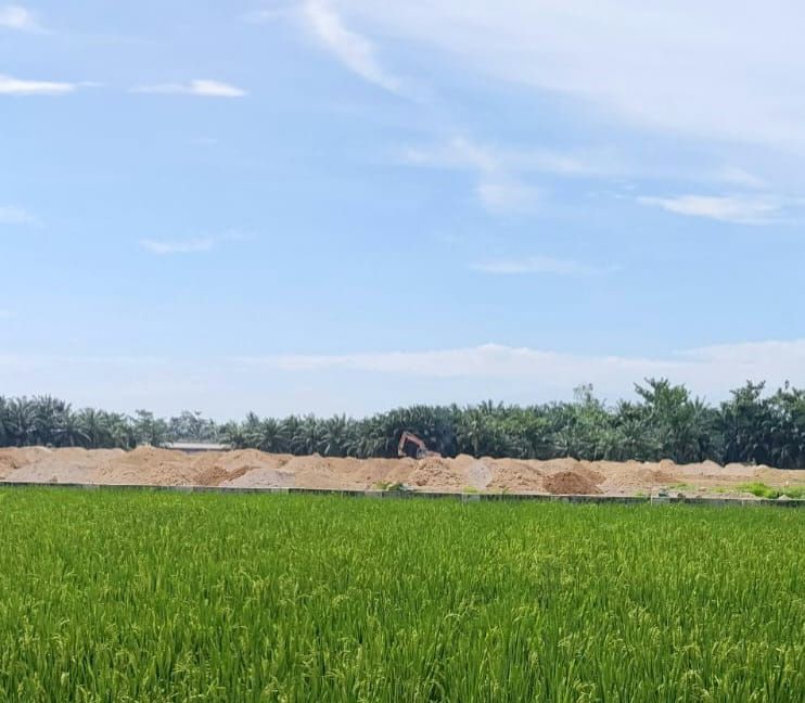 6 Hektare Lahan Pertanian Padi Ditimbun di Pantailabu