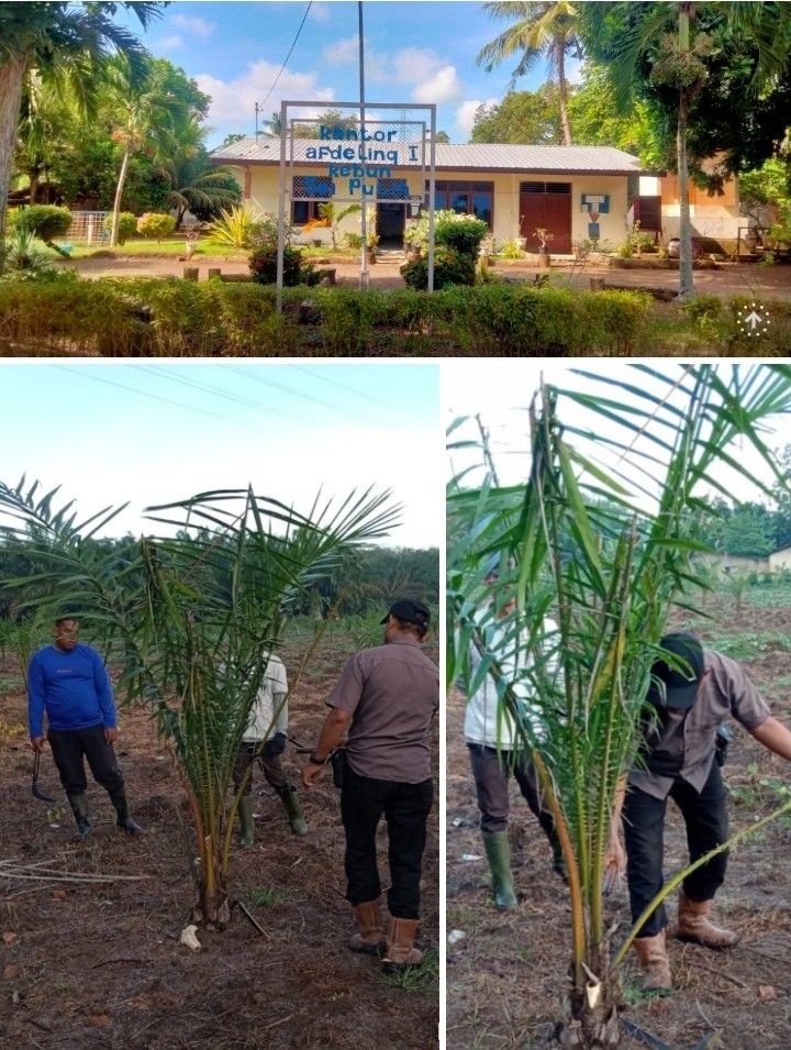 Kebun Sei Putih Sebut Kegiatan Tanaman Ulang dan Konversi 2025 Sesuai SOP