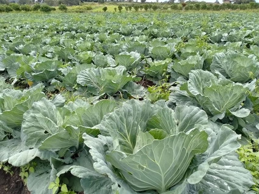 Kol Jadi Tanaman Favorit Petani Silimakuta, Biaya Produsi Terjangkau Untung Menjanjikan