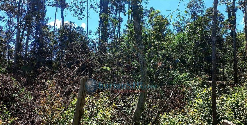 Diduga Minim Pengawasan, Hutan Lindung Eks Konsesi PT Gruti di Dairi Dirambah