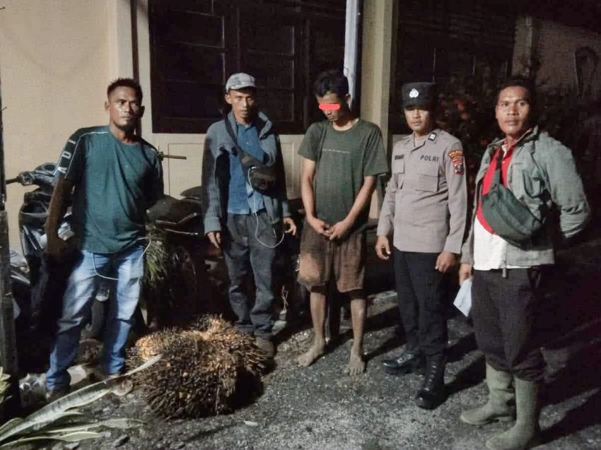 Polisi Tindaklanjuti Laporan Dugaan Pencurian 4 Tandan Buah Sawit PT CPA