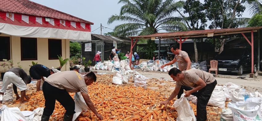 Polsek STR Bantu Petani Jemur 7 Ton Jagung