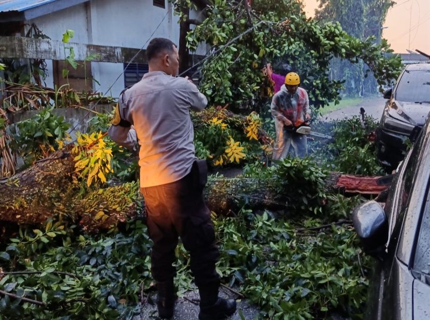 Hujan Deras Disertai Angin Kencang, 2 Mobil Tertimpa Pohon Tumbang