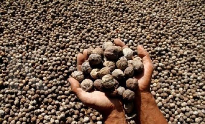 2025 Produksi Kemiri Capai 14.790 Ton