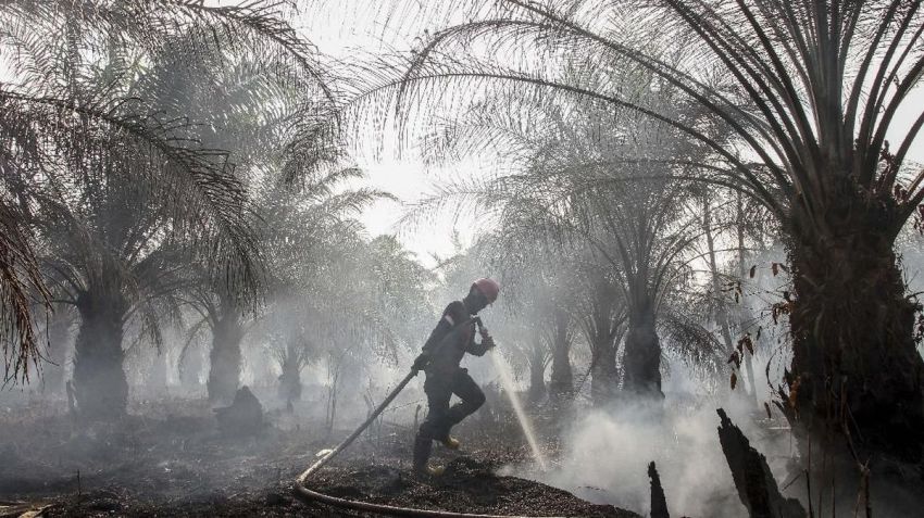 Bareskrim Tetapkan 72 Tersangka Karhutla, Diduga untuk Buka Lahan Sawit