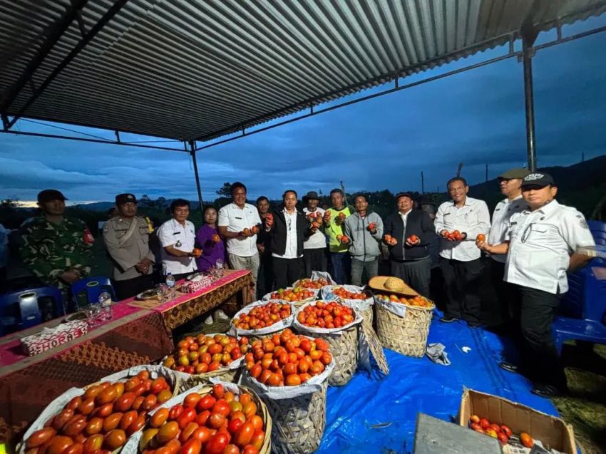 Tumpang Sari Cabai dan Tomat, BUMDes Sisordak Taput Cetak Panen 40 Ton
