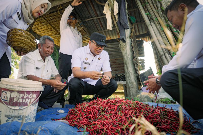 Bupati Deliserdang Panen Cabai, Tekankan Pupuk Bersubsidi Tepat Sasaran