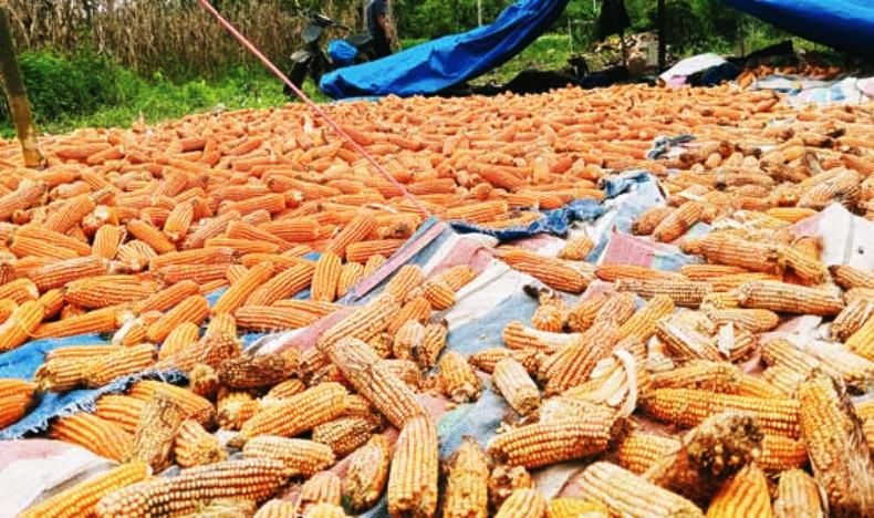 Jagung Sumut Surplus, Produksi Capai 1,07 Juta Ton