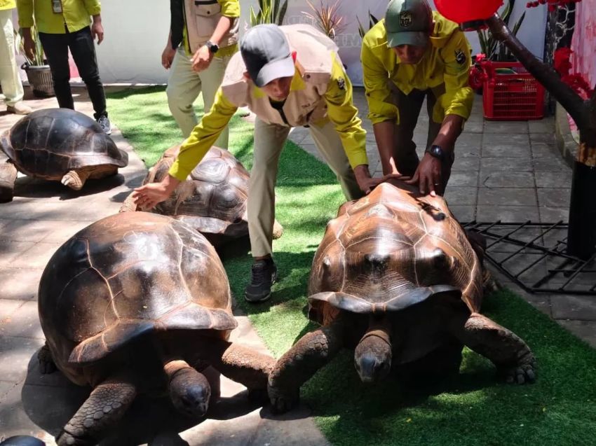 Kura-kura Aldabra Jadi Koleksi Baru KBS, Si Jantan Berbobot 109 Kg