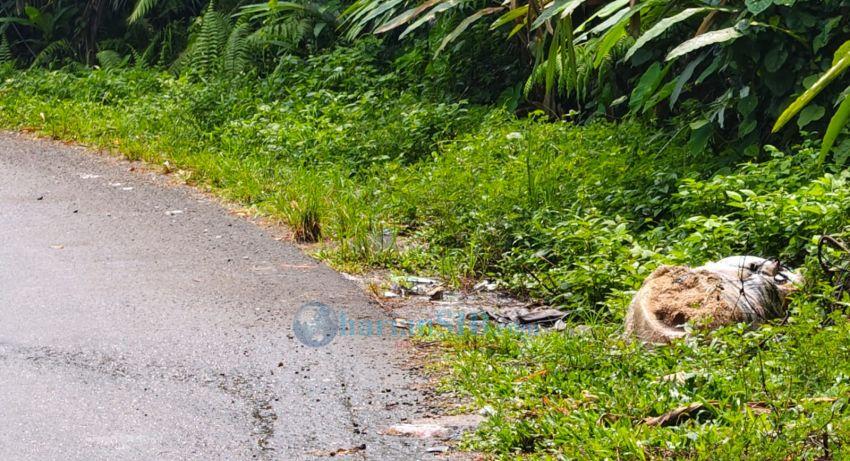 Bangkai Babi Dibuang OTK di Pinggir Jalan Nasional Saiwahili, Warga Keluhkan Bau Menyengat
