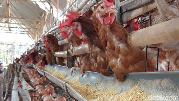 Produksi Telur dan Ayam Petelur Sumut Capai 666.621 Ton, Hanya 15 Daerah yang Berproduksi