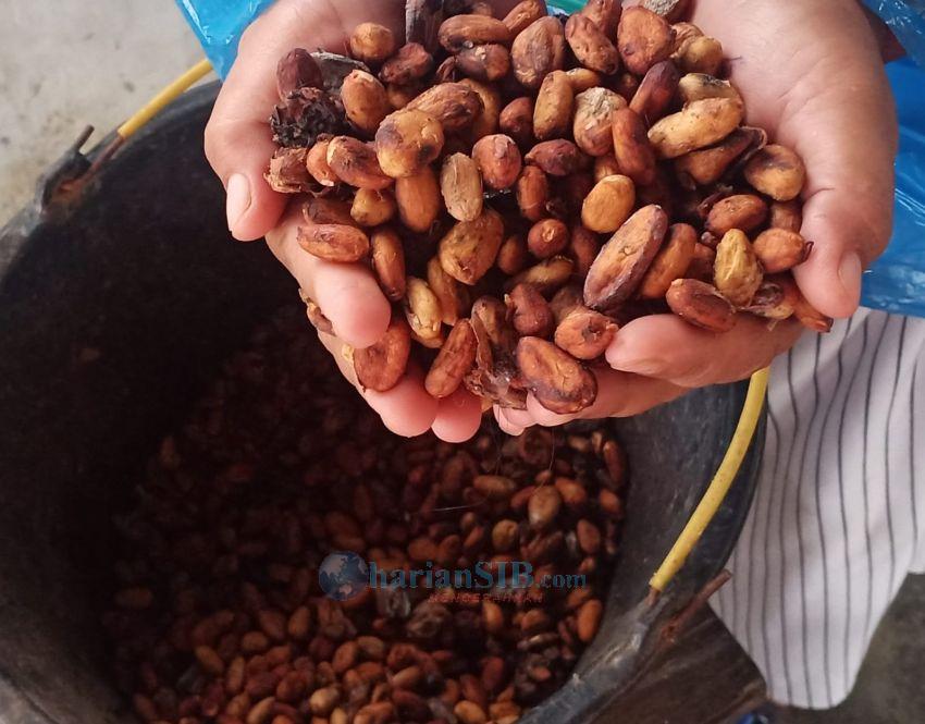 Harga Biji Kakao Kering Di Simalungun Rp 60-70 Ribu Per Kg
