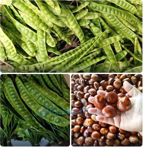 &lrm;Pasokan Melimpah, Harga Jengkol Dan Petai Murah