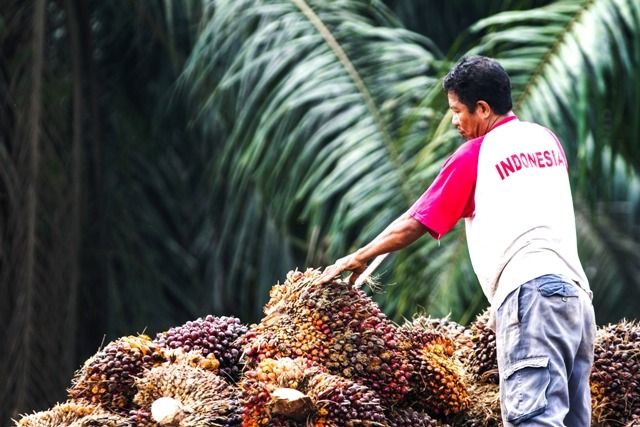 Pemerintah dan APH Diminta Tindak PKS di Labusel yang Membeli TBS di Bawah Ketetapan Harga
