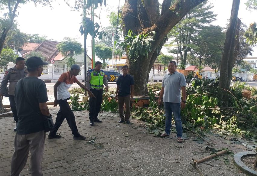 Petugas Peremajaan Pohon Jatuh di Lapangan Merdeka Binjai