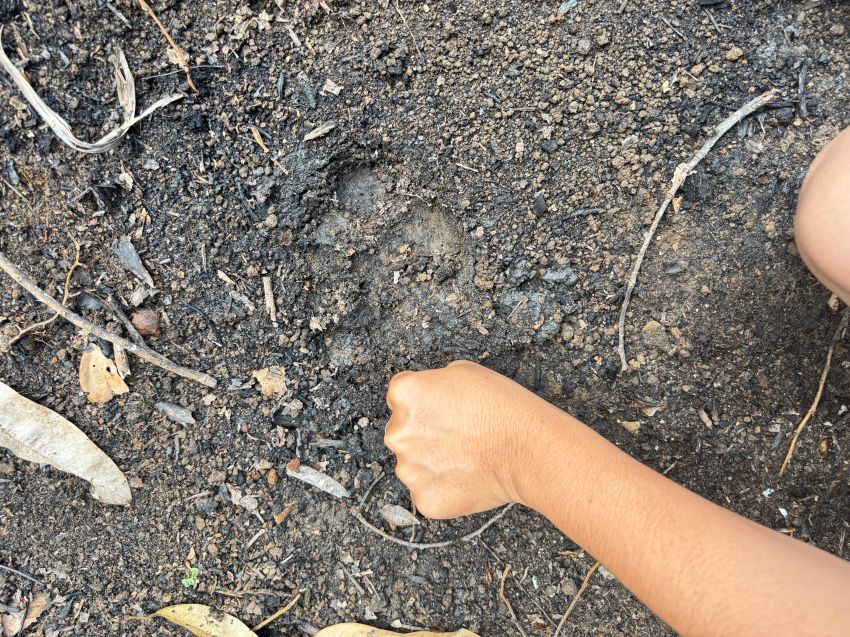 Jejak Kaki Harimau Ditemukan di Lau Kersik Dairi, Kapolsek Tigalingga Koordinasi ke BKSDA