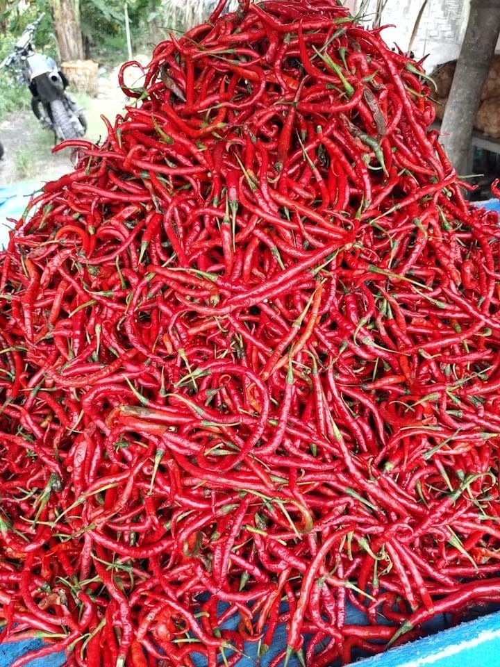 Cuaca Buruk Ganggu Distribusi, Harga Cabai di Medan Tembus Rp72 Ribu